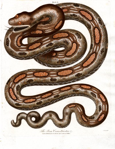 Boa Constrictor by John Pass