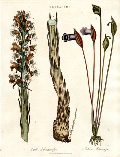 Broomrape and Arum Species by John Pass