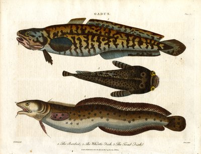 Burbot, Whiting-Fish and Toad-Fish by John Pass