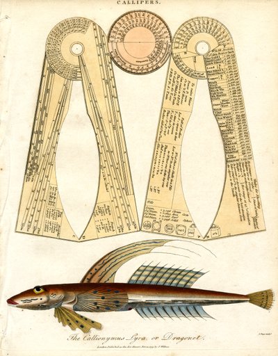Callipers and Dragonet Fish by John Pass