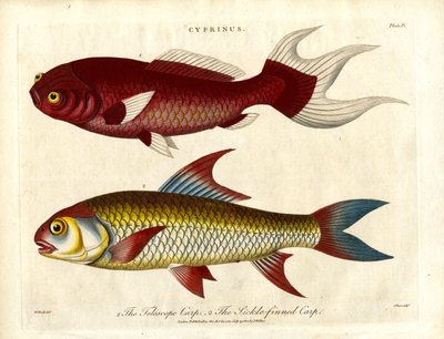 Carp Species (Cyprinus) by John Pass