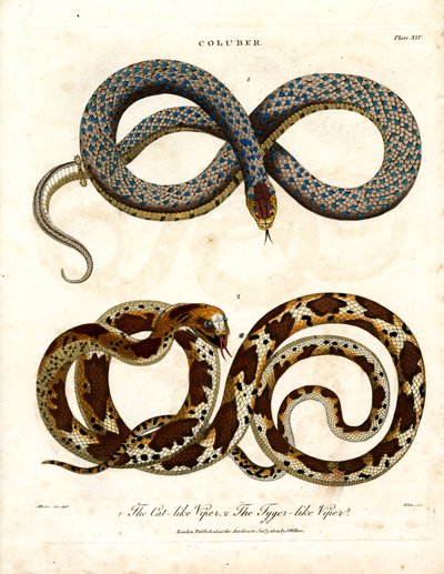 Cat-like and Tiger-like Vipers by John Pass