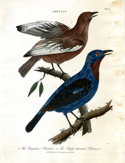 Chatterers (Ampelis) by John Pass