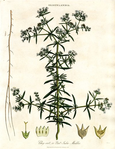 Chay-root or East-India Madder by John Pass
