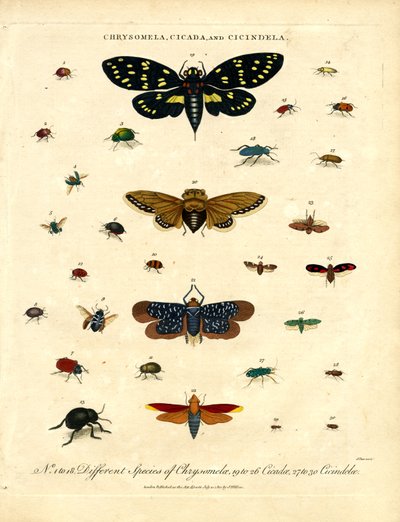 Chrysomela, Cicada and Cicindela by John Pass