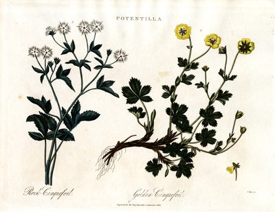 Cinquefoil Species by John Pass