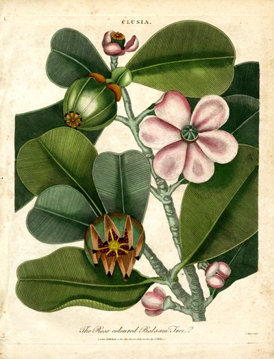 The Rose-coloured Balsam Tree by John Pass