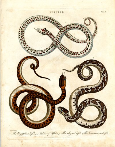 Three Species of Vipers by John Pass