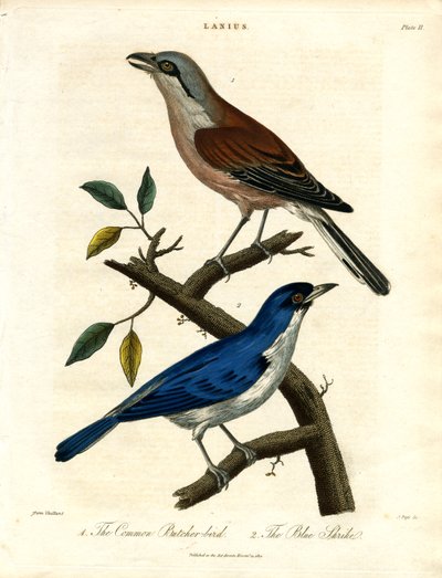 Common Butcher-bird and Blue Shrike by John Pass