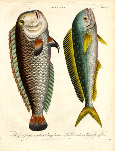 Coryphaena Species: Five Finger-marked Coryphaena and Little Dolphin by John Pass