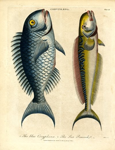 Coryphæna – Dolphinfishes by John Pass