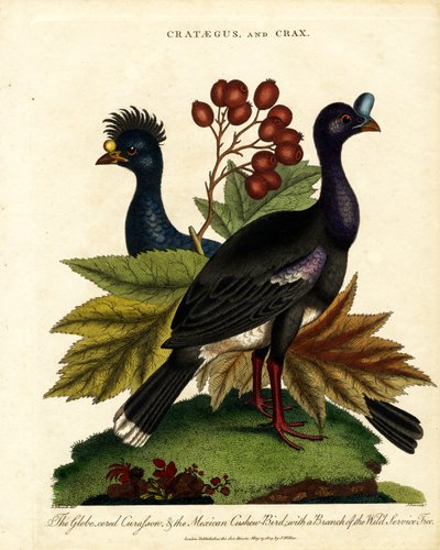 Crataegus and Crax: Glossy Curassow and Mexican Cashew-Bird with Wild Service Tree by John Pass
