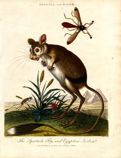 Diopsis and Dipus (Stalk-eyed Fly and Egyptian Jerboa) by John Pass