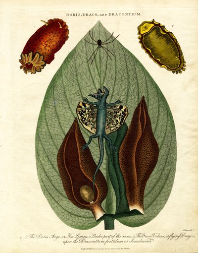Doris, Draco, and Dracontium by John Pass