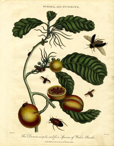 Duroia and Water Beetles by John Pass