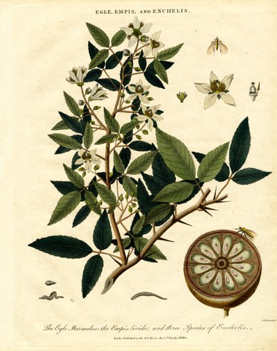 Egle; Empis and Enchelis by John Pass