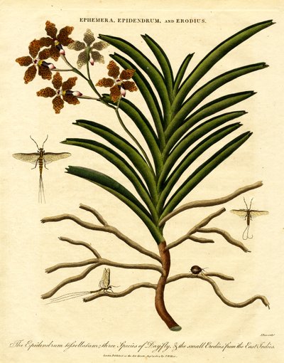 Epidendrum, Ephemera, and Erodius by John Pass