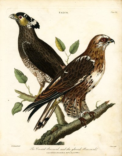 Crested Buzzard and Gloved Buzzard by John Pass