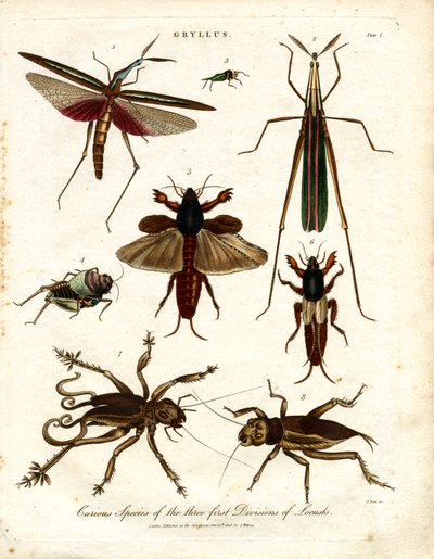 Curious Species of the Three First Divisions of Locusts by John Pass