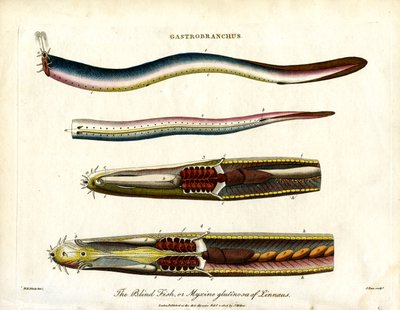 The Blind Fish or Hagfish by John Pass