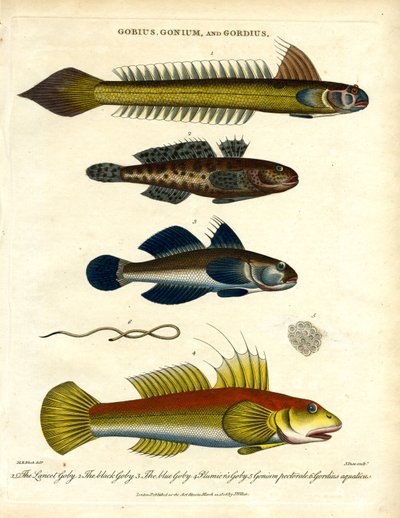 Gobies and Hairworm by John Pass