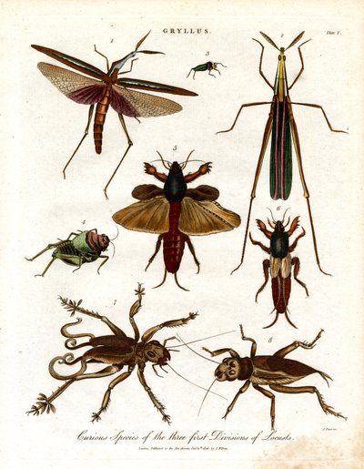 Gryllus: Curious Species of the Three First Divisions of Locusts by John Pass
