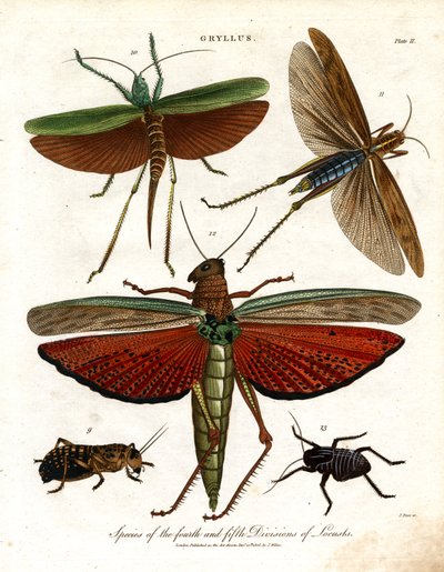 Gryllus: Species of the Fourth and Fifth Divisions of Locusts by John Pass