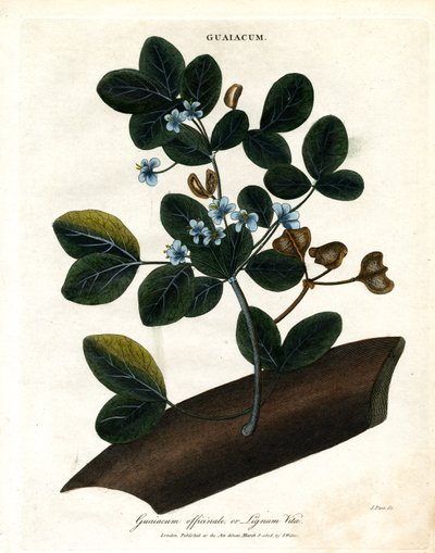Guaiacum officinale – Lignum Vitae by John Pass