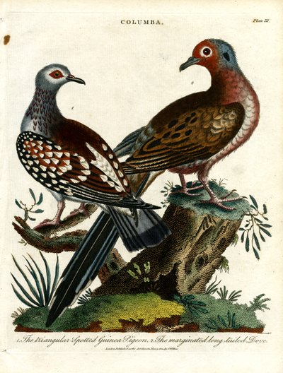 Guinea Pigeons and Dove (Columba) by John Pass