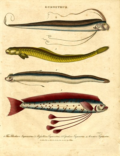 Ribbon Fishes by John Pass
