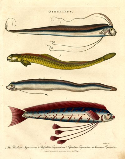 Ribbon Fish by John Pass