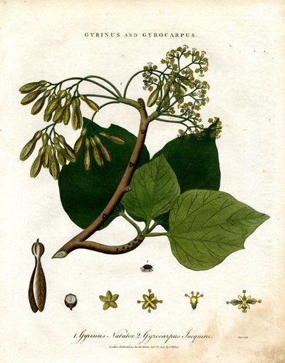 Gyrinus and Gyrocarpus by John Pass