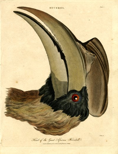 Head of the Great African Hornbill by John Pass