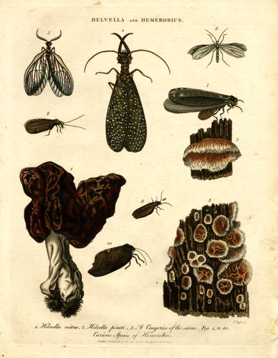 Helvella and Hemerobius by John Pass