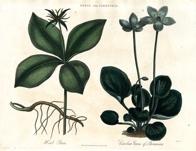 Herb Paris and Grass of Parnassus by John Pass