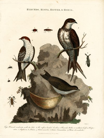 Swallows and Beetles by John Pass