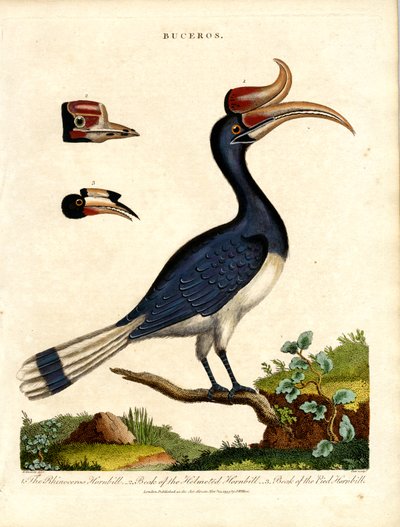 Hornbill Species with Bill Details by John Pass