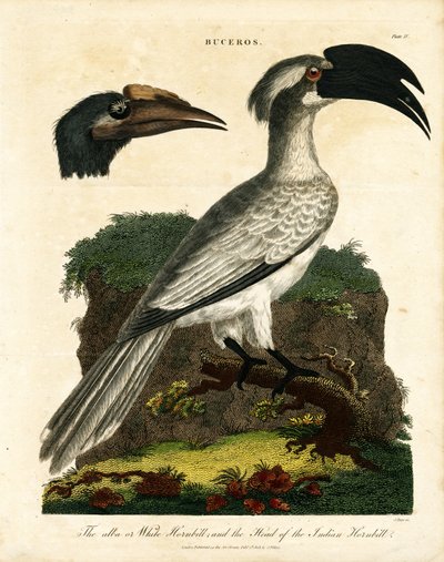 Hornbills by John Pass