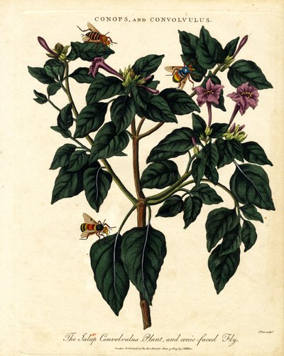 Jalap Convolvulus Plant and Conic-faced Fly by John Pass