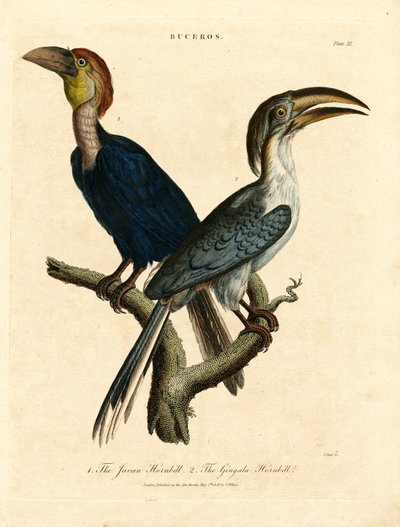 Javan Hornbill and Gingala Hornbill by John Pass