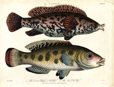 Labrus: Common Wrasse and Sea Wrasse by John Pass