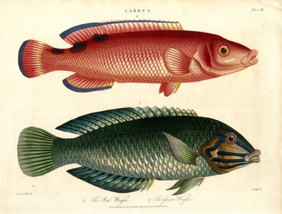 Red Wrasse and Green Wrasse by John Pass