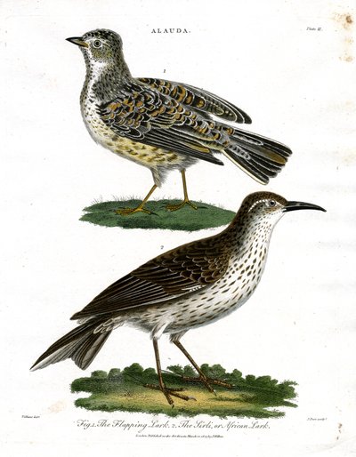 Lark Species - Skylark and African Lark by John Pass