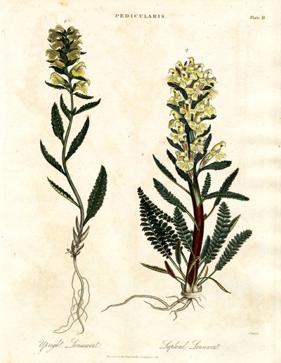 Lousewort Species by John Pass
