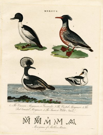 Mergansers (Mergus) by John Pass