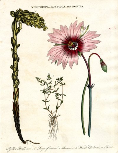 Monotropa, Monsonia and Montia - Three Botanical Genera by John Pass