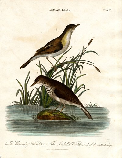 Motacilla: Chattering Warbler and Isabella Warbler by John Pass