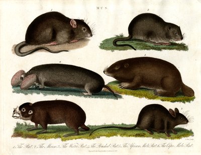 Mus: Illustration of Various Rodents of the Genus Mus by John Pass