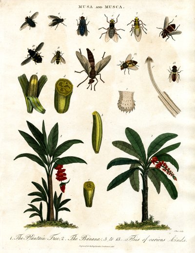 Banana Plants and Various Fly Species by John Pass