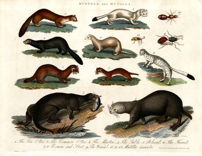 Illustration of Various Mustelids and Mutilla Insects by John Pass